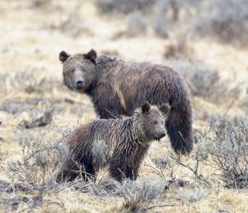 Grizzly-Baer Junges (Ursus arctos horribilis) von etwa 1,5 Jahre mit seiner Mutter im Yellowstone Nationalpark (USA).Kamera: NIKON D4 Brennweite: 700mm 1/160 s bei Blende f/5.6