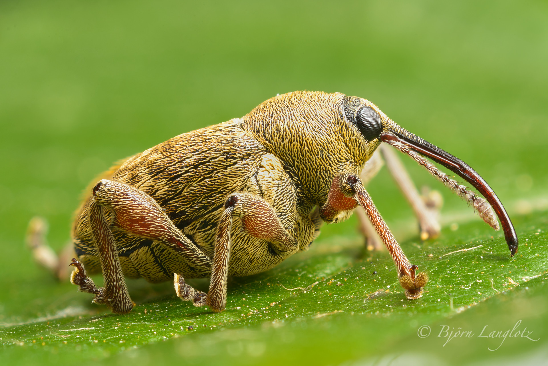 Der Haselnußbohrer (Curculio nucum) gilt als Schädling. Aber dennoch ist er ein schlön anzuschauender Käfer. Focus Stack aus 68 Einzelaufnahmen.