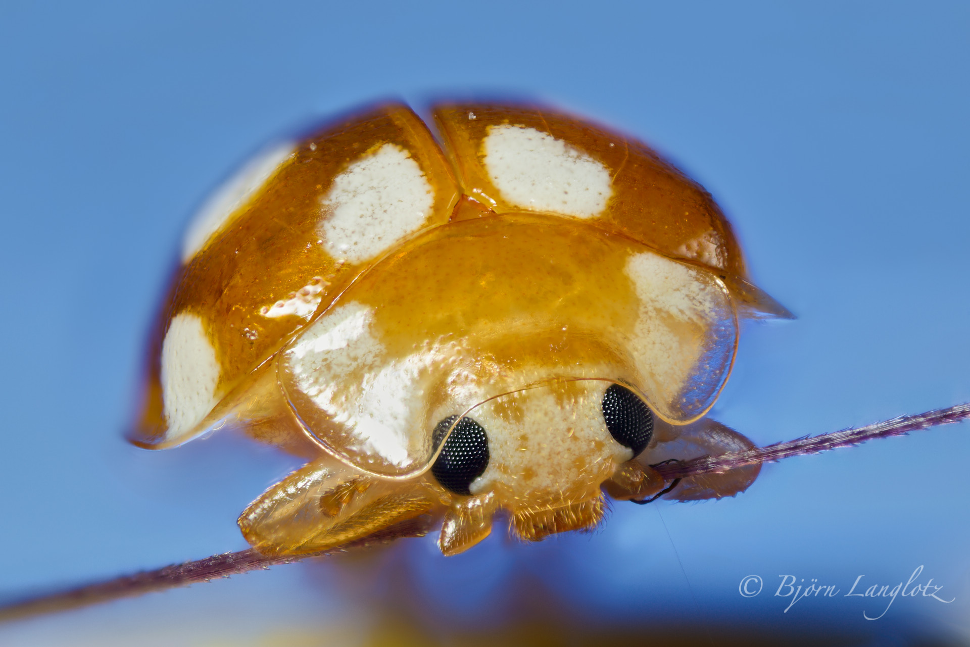 Diese ebenfalls extreme Makrofotografie zeigt einen Zwölffleckige Pilz-Marienkäfer (Vibidia duodecimguttata) bei 10-facher Vergrößerung.Kamera: NIKON D800E Leica Photoar II 25 mm1/200 s bei Blende f/2.0