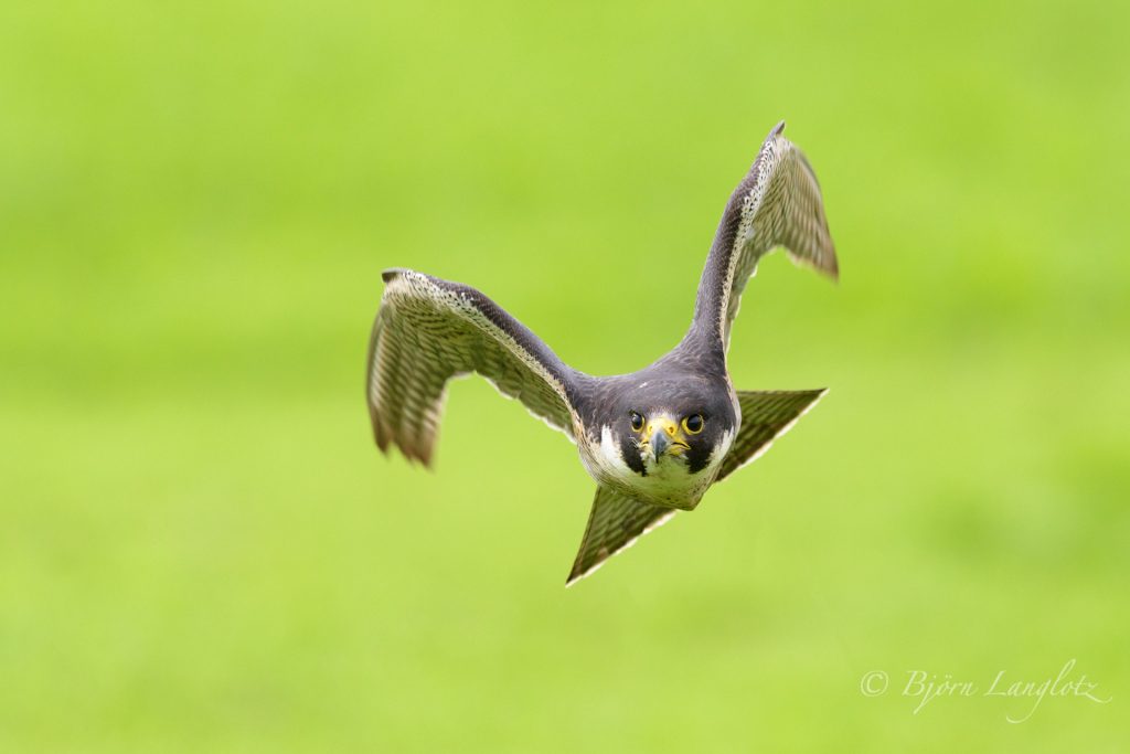 Auf diesem Naturfoto beschleunigt der Wanderfalke (Falco peregrinus) stark, was an der Flügelhaltung gut zu sehen ist. Trotz 700 mm Brennweite ist das Tier schon sehr nahe.<br />Kamera: NIKON D810 <br />Brennweite: 700mm <br />1/2000 s bei Blende f/6.3