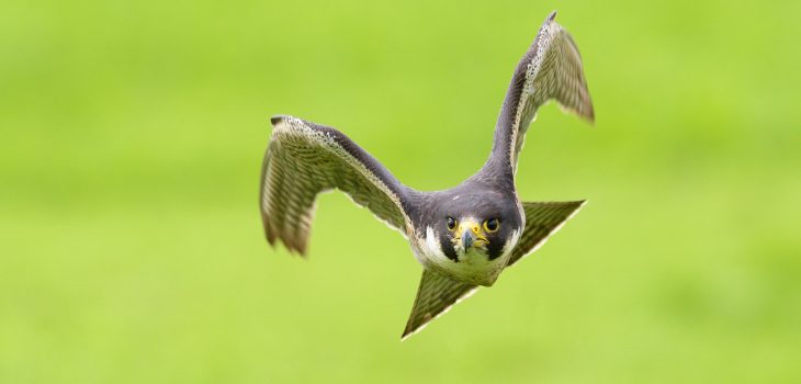 Auf diesem Naturfoto beschleunigt der Wanderfalke (Falco peregrinus) stark, was an der Flügelhaltung gut zu sehen ist. Trotz 700 mm Brennweite ist das Tier schon sehr nahe.Kamera: NIKON D810 Brennweite: 700mm 1/2000 s bei Blende f/6.3