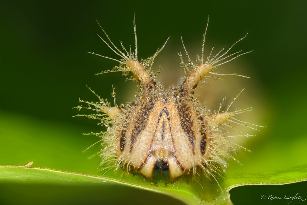 Die Haare der Raupe des Eulenfalters (Caligo memnon) sind voll von Tautropfen. Ein Focus Stack aus 45 Einzelbildern. <br />Kamera: D800E <br />Brennweite: 63mm <br />1/60 s bei Blende f/6.3 Die Haare der Raupe des Eulenfalters (Caligo memnon) sind voll von Tautropfen. Ein Focus Stack aus 45 Einzelbildern. <br />Kamera: D800E <br />Brennweite: 63mm <br />1/60 s bei Blende f/6.3
