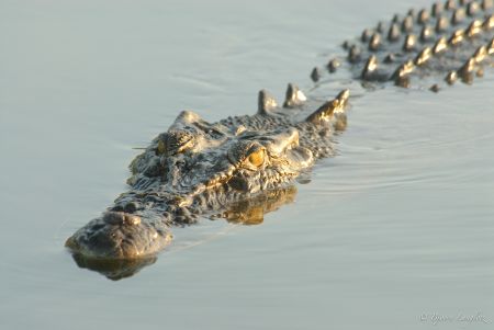 Das Leistenkrokodil (Crocodylus porosus) wird in Australien auch Salty genannt, was jedoch nicht seine Gefaehrlichkeit verhamlosen sollte!<br />Kamera: NIKON D2x <br />Brennweite: 600mm <br />1/160 s bei Blende f/8.0