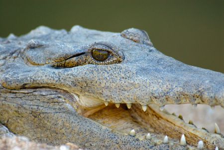 Diese Naturfoto zeigt ein Portrait eines Australien-Krokodils (Crocodylus johnsoni). Das geoeffnete Maul dient der Temperaturregulation.<br />Kamera: NIKON D2x <br />Brennweite: 600mm <br />1/125 s bei Blende f/5.6