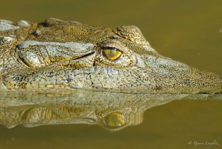 Dieses Naturfoto eines Australien-Krokodils (Crocodylus johnsoni) konnte ich in der Windjana Gorge in Western Australia aufnehmen. Die Spiegelung im ruhigen Wasser betont den Blick des Tieres besonders gut.<br />Kamera: NIKON D2x <br />Brennweite: 600mm <br />1/160 s bei Blende f/5.6