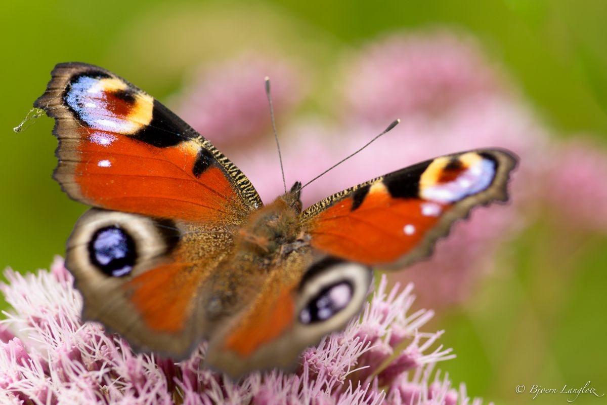 Dieses Tagpfauenauge (Inachis io) setzt sich durch diw schoene Musterung besonders gut von seiner Futterpflanze ab.<br />Kamera: NIKON D800E <br />Brennweite: 150mm <br />1/200 s bei Blende f/8.0 Dieses Tagpfauenauge (Inachis io) setzt sich durch diw schoene Musterung besonders gut von seiner Futterpflanze ab.<br />Kamera: NIKON D800E <br />Brennweite: 150mm <br />1/200 s bei Blende f/8.0