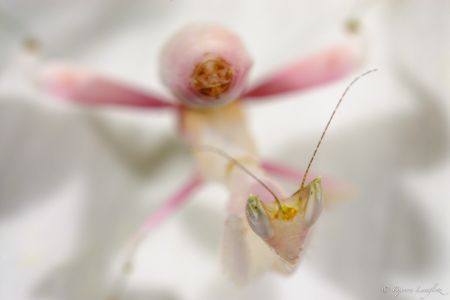 Diese sehr kleine Nymphe einer Orchideenmantis (Hymenopus coronatus) sass perfekt getarnt auf einer weissen Bluete und wartet auf Fliegen.<br />Kamera: NIKON D200 <br />Brennweite: 63mm <br />1/200 s bei Blende f/6.3