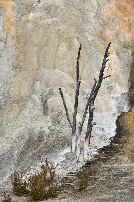 Die Orange Spring Mound Quelle im Yellowstone Nationalaprk hat diesen Baum mit der Zeit versteinert.<br />Kamera: NIKON D3X <br />Brennweite: 120mm <br />1/320 s bei Blende f/8.0