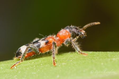 Der Ameisenbuntkäfer (Thanasimus formicarius) auf diesem Naturfoto ist ein wichtiger Nützling, da er Borkenkäfer frisst!Kamera: NIKON D800E Zeiss Luminar II 63 mm1/60 s bei Blende f/4.5