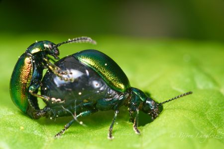 Das Weibchen des Grünen Sauerampferkäfers (Gastrophysa viridula) hat während der Paarungszeit einen von Eiern aufgedunsenen Hinterleib.Kamera: NIKON D810 Zeiss Luminar II 63 mm1/200 s bei Blende f/4.5