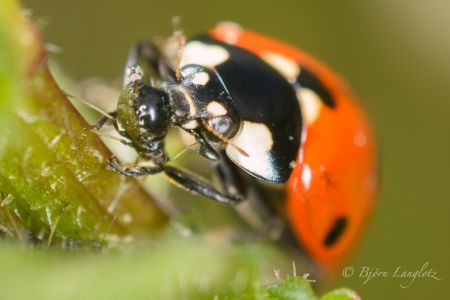 Auf diesem Naturfoto macht sich ein Siebenpunkt-Marienkäfer (Coccinella septempunctata) über eine Blattlaus her (3-fache Vergrößerung).Kamera: NIKON D800E Zeiss Luminar II 63 mm1/125 s bei Blende f/4.5