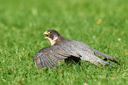 Dieser Wanderfalke (Falco peregrinus) setzt sich schützend über sein Beutetier.<br />Kamera: NIKON D3X <br />Brennweite: 750mm <br />1/1600 s bei Blende f/5.6