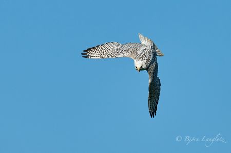 Ein Gerfalke (Falco rusticolus) beim Abknicken in den Sturzflug.<br />Kamera: NIKON D3X <br />Brennweite: 750mm <br />1/3200 s bei Blende f/5.6