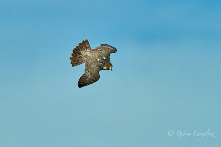 Der Lannerfalke (Falco biarmicus) auf diesem Naturfoto hat seine Flugel angelegt, um schneller zu fliegen.<br />Kamera: NIKON D800E <br />Brennweite: 500mm <br />1/5000 s bei Blende f/5.6