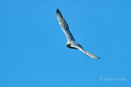 Der weiße Morph des Gerfalken (Falco rusticolus) ist besonders gut an seine Umgebung im hohen Norden engepasst.<br />Kamera: NIKON D800E <br />Brennweite: 500mm <br />1/5000 s bei Blende f/5.0