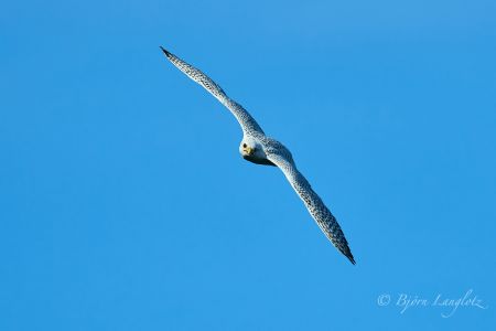Der Gerfalke (Falco rusticolus) auf diesem Naturbild schaut direkt in die Kamera.<br />Kamera: NIKON D800E <br />Brennweite: 500mm <br />1/5000 s bei Blende f/5.0