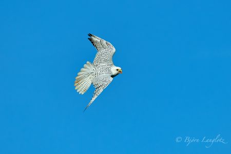 Dieser Gerfalke (Falco rusticolus) dreht sich gerade in den Sturzflug.<br />Kamera: NIKON D800E <br />Brennweite: 750mm <br />1/6400 s bei Blende f/5.0