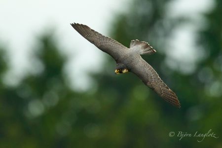 Dieses Naturfoto zeigt die typische Flügelhaltung beim Gleitflug eines Wanderfalken (Falco peregrinus).<br />Kamera: NIKON D800E <br />Brennweite: 700mm <br />1/5000 s bei Blende f/5.6