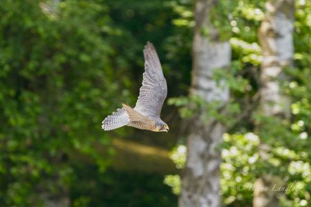 Bei diesem Naturfoto eines Wanderfalken (Falco peregrinus) zog ich die Kamera mit, was am Hintergrund gut zu erkennen ist.<br />Kamera: NIKON D4S <br />Brennweite: 600mm <br />1/500 s bei Blende f/5.0