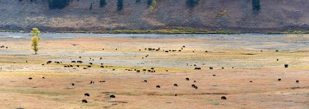Die typische Landschaft des Lamar-Valley mit seinen BisonsKamera: NIKON D3X Brennweite: 100mm 1/200 s bei Blende f/7.1